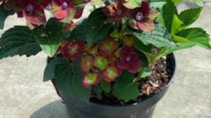 Крупнолистная гортензия Черный рыцарь.