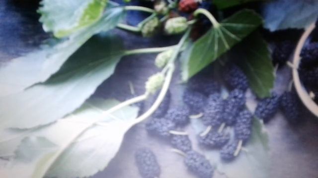 Листья шелковицы:полезные свойства и противопоказания. смотреть онлайн