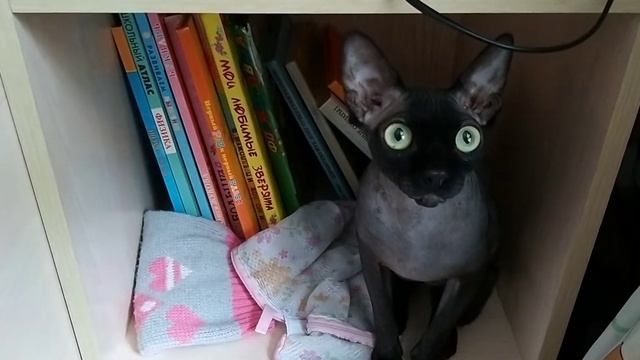 Кошка помогает мыть пол и прыгает на людей/
cat helps to wash the floor and jumps on people смотреть онлайн