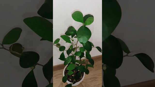 А ВЫ ЗНАЛИ????БЫВАЮТ ФИКУСЫ У КОТОРЫХ РАЗНАЯ ФОРМА ЛИСТА.ЭТО ФИКУС ДИВЕРСИФОЛИЯ ЗЕЛЁНАЯ/РАЗНОЛИСТНЫ смотреть онлайн