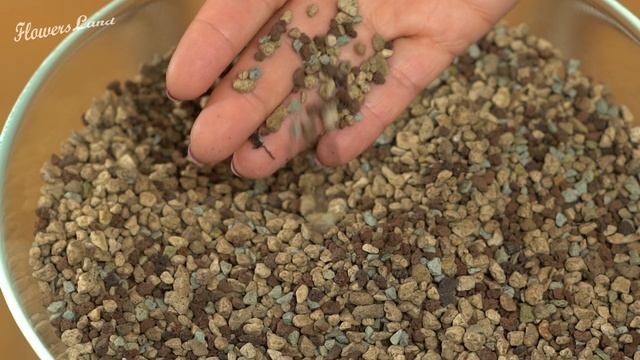 Пересадка сансевиерий смотреть онлайн