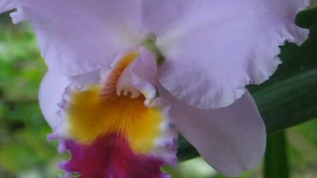 My Baby Cattleya is pregnant !!! Seedling Pod !!! смотреть онлайн