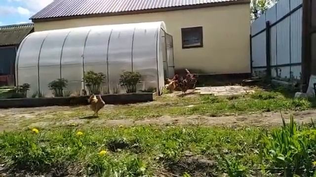 ПОГОВОРИМ О МЯСЕ ПТИЦЫ мой птичий уголок КУЧИНСКАЯ ЮБИЛЕЙНАЯ