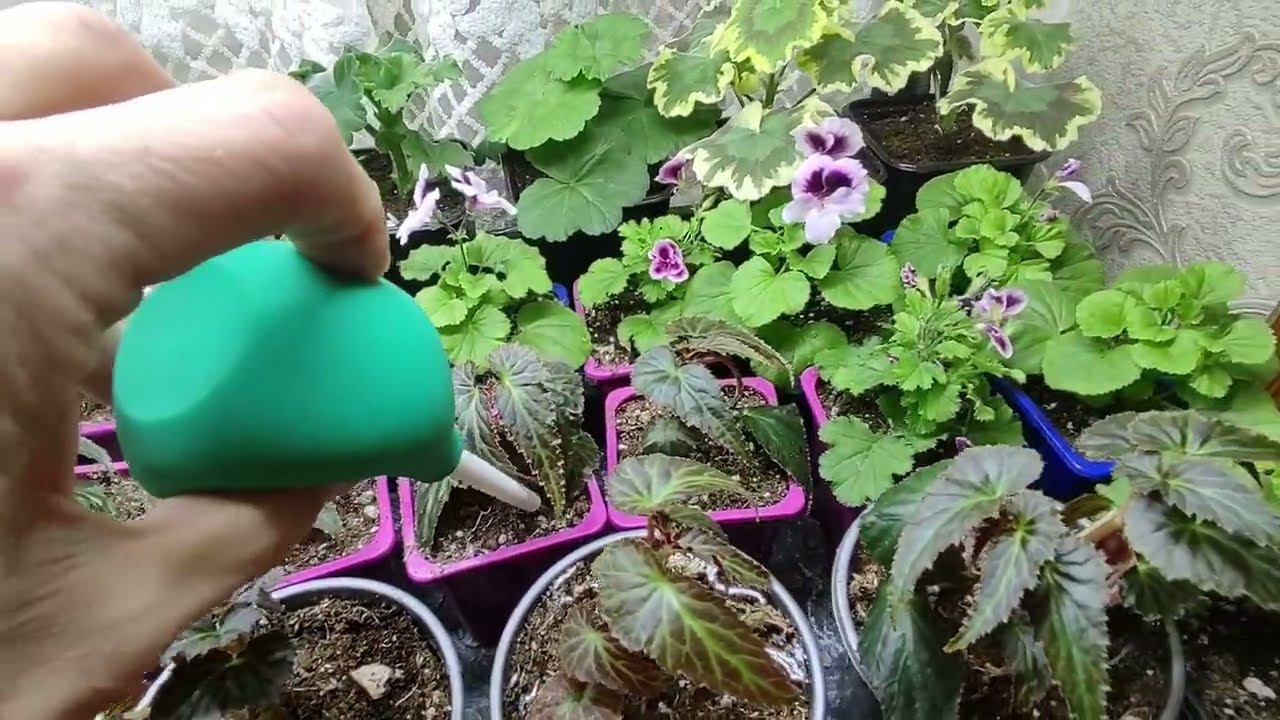 Обязательно полейте так черенки после пересадки. Черенок не пропадет а быстро пойдет в рост. смотреть онлайн