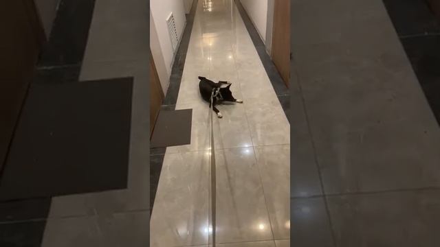 Собака не умеет лаять,но хочется. смотреть онлайн