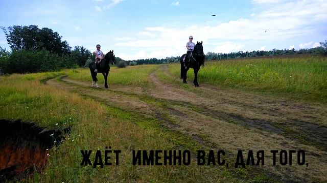 Wotan von Westerau фризский жеребец 2007 г р. Предлогается для покрытия. смотреть онлайн