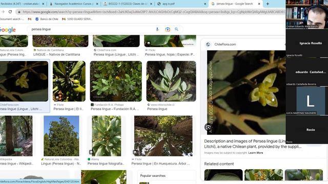 Magnolidas - Laurales y Magnoliales смотреть онлайн