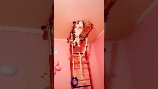 Кот лезет по лестнице смотреть онлайн