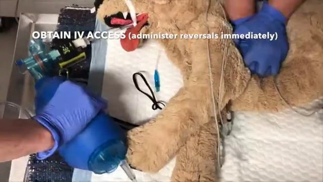 CPR Training Exercise For Vet Students and Techs│Veterinary Emergency Procedures смотреть онлайн