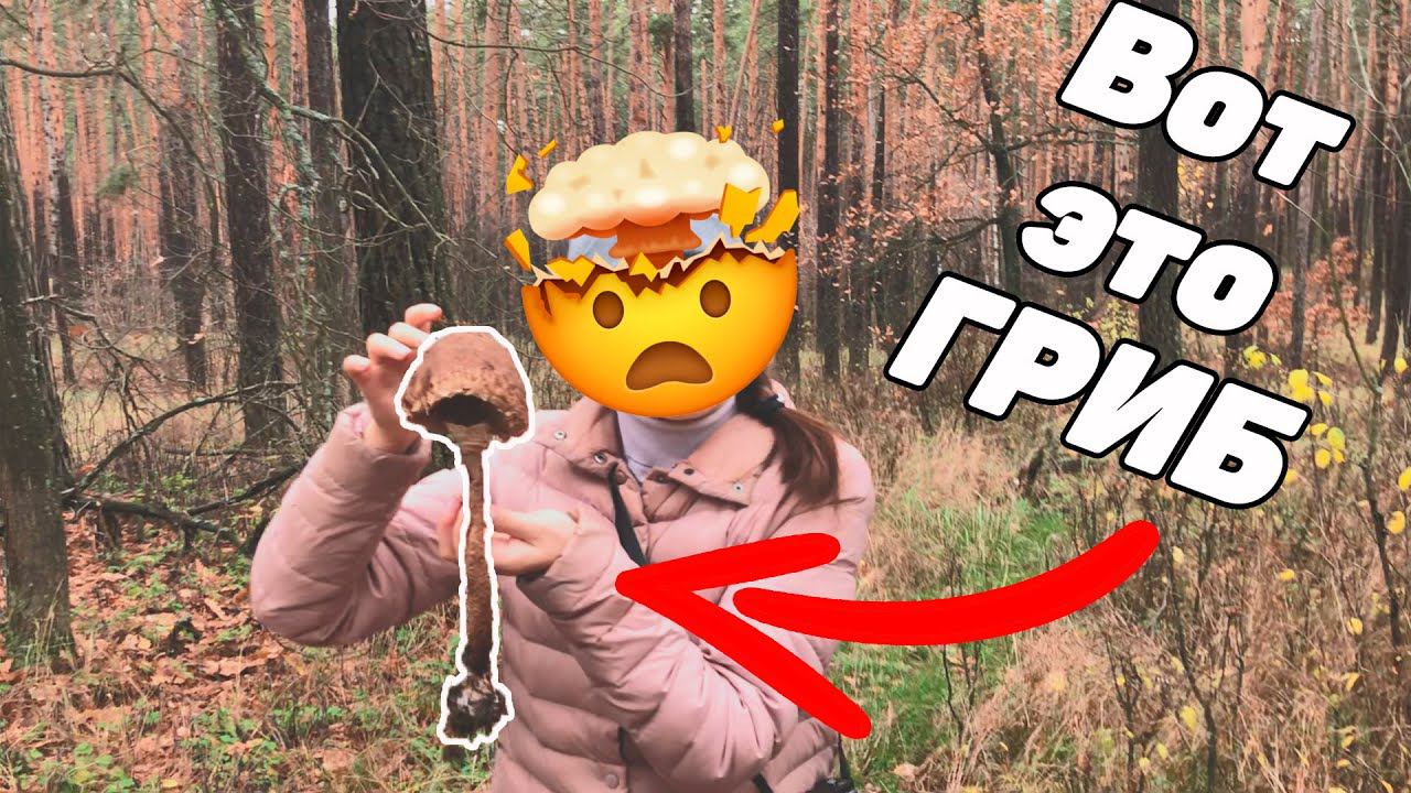 Сколько грибов набрали?| 30 октября Маклок Воронежская область смотреть онлайн