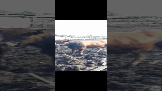 Быки хотят унизить быка))))