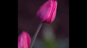 Весенний Джаз   фото А Васильева