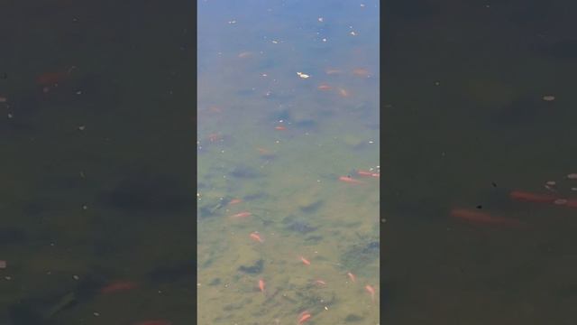 Просто черепаха