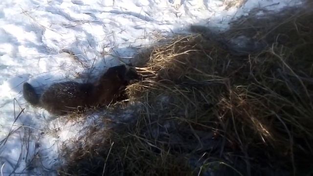 проверка копканов на норку,с РЕЛ по клички норка смотреть онлайн