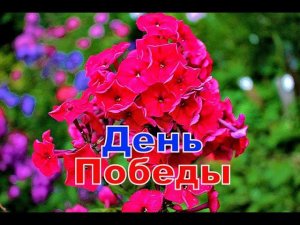 Флокс День Победы