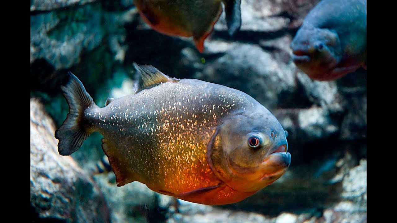 Голодные Амазонские Пираньи Дома!! Hungry Piranhas