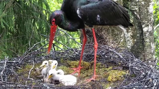 Must-toonekurg2 | Jan come to feed babies strok | May 29, 22 | 9.34 смотреть онлайн