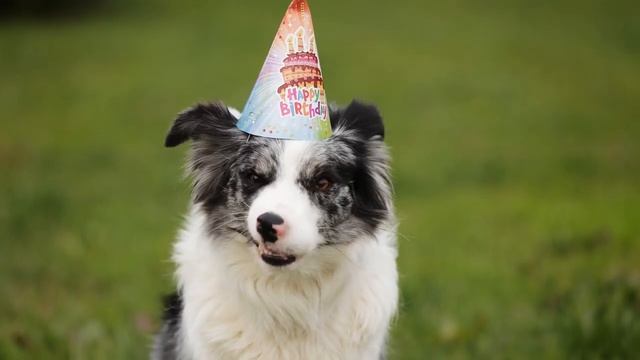 Музыка для нервных собак - успокаивающая музыка сна, глубокое расслабление музыки для вашего питомц смотреть онлайн