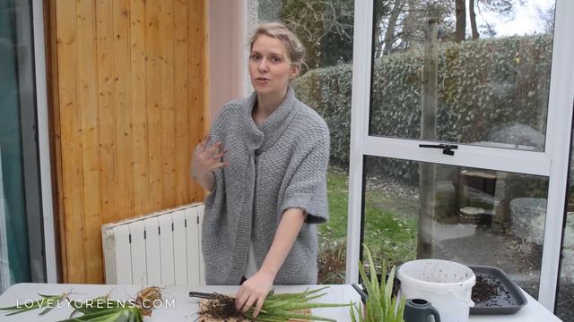 How to Transplant Aloe Vera Babies смотреть онлайн