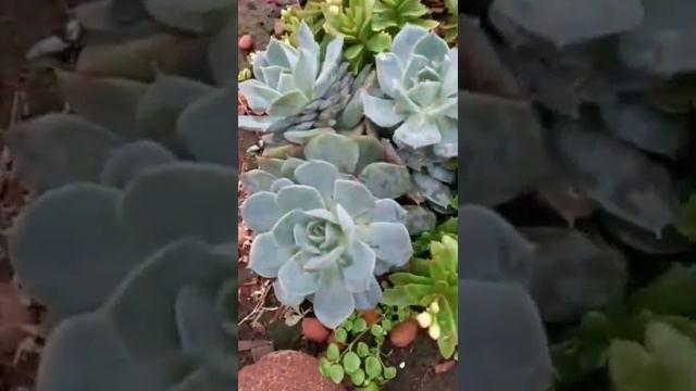 Отдел суккулентов смотреть онлайн