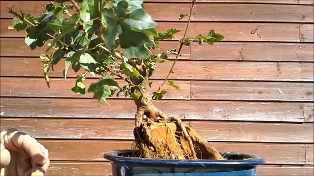 Acer campestre rock planting 1 смотреть онлайн