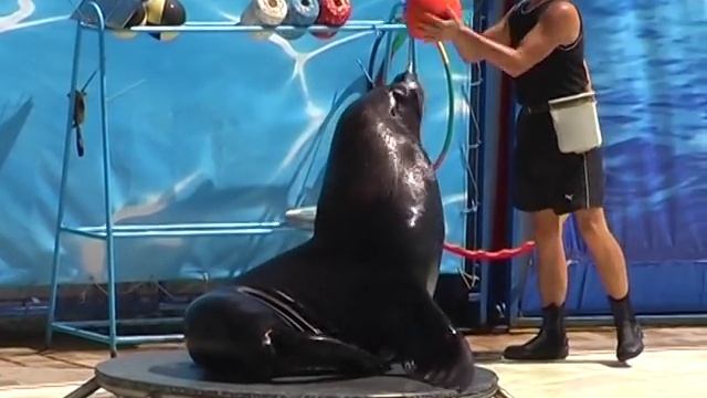 Акватория в Ялте. Морской лев. смотреть онлайн