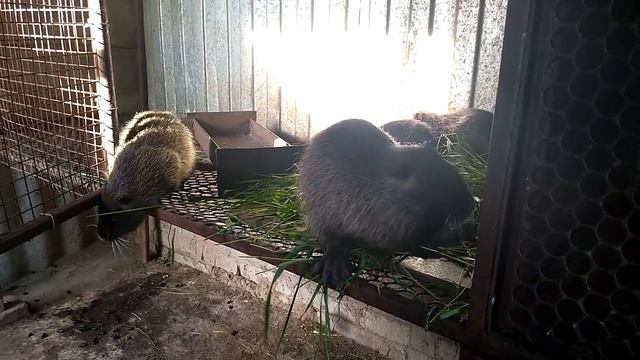 В КАКОМ ВОЗРАСТЕ ЛУЧШЕ ОТСАЖИВАТЬ МОЛОДНЯК. смотреть онлайн