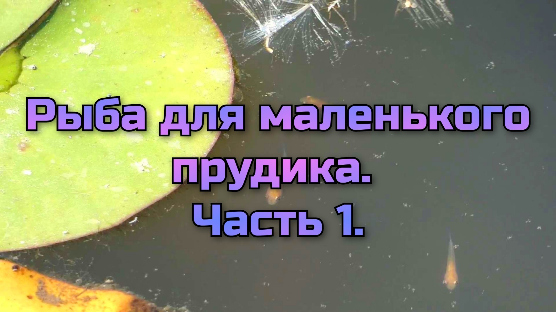 Рыба для маленького прудика. часть 1.                    Fish For A Small Pond. Part 1.