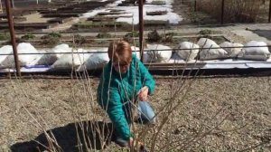 УХОД ЗА СМОРОДИНОЙ ВЕСНОЙ