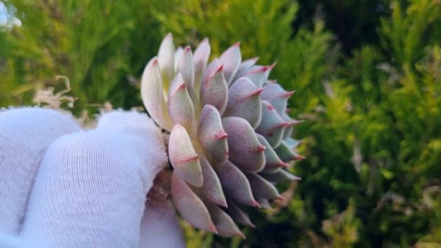 Echeveria Ben Badis смотреть онлайн