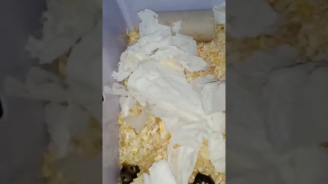 15 день как родились хомячки