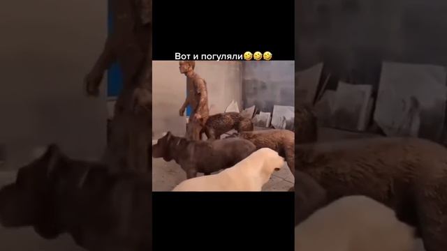 вернулся с прогулки смотреть онлайн