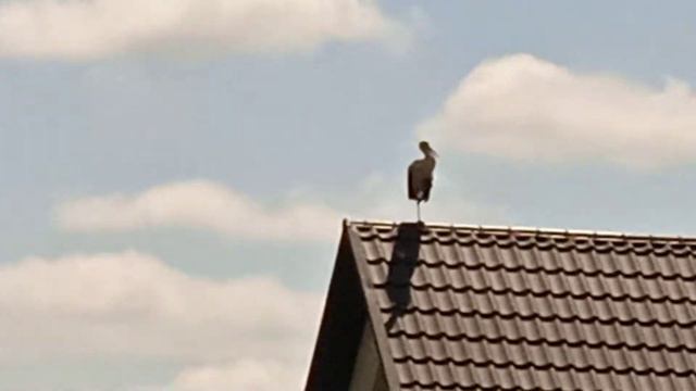 Одинокий лелека на даху. (Одинокий аист на крыше, мир на земле.   ) часть(2)