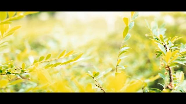 SONY NEX 5N Cinematic Video Test смотреть онлайн
