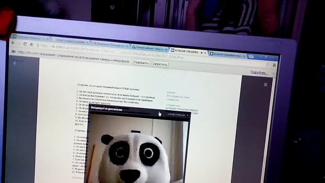 Видеообращение панды с города Томска