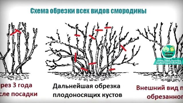 Черная смородина осенью: Уход для щедрого урожая в будущем сезоне смотреть онлайн