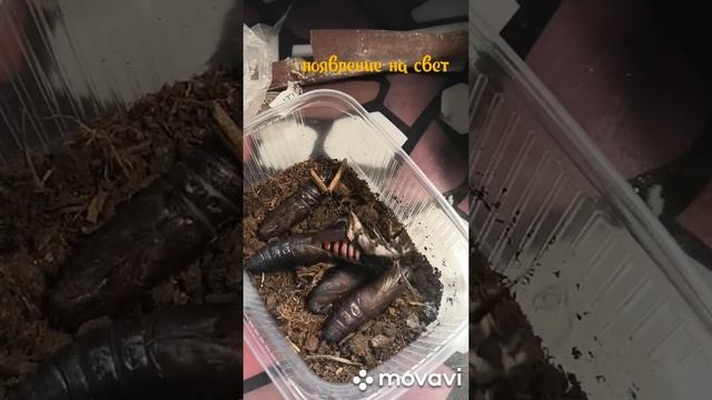 Появление на свет сиреневого бражника