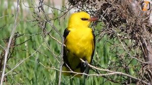 Какая птица кричит как кошка?