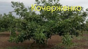 Выращивание грецкого ореха в Подмосковье. Лучшие сорта,посадка и уход за саженцами ореха