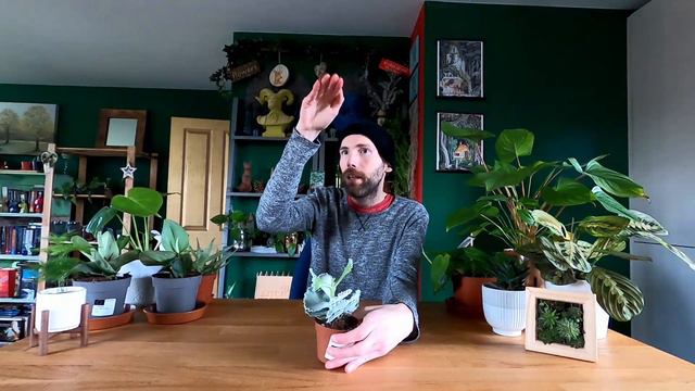 First Houseplant Haul Of 2021!! Cor, Blimey!