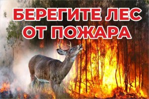 Экологический конкурс плакатов «Берегите  лес от пожаров»