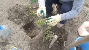 Пересадка и деление дельфиниумов . Delphinium .