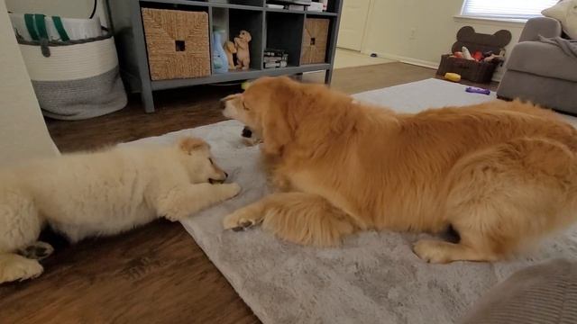 Golden Retriever Puppy Conquers Stairs and Attacks Brother | Oshies World смотреть онлайн
