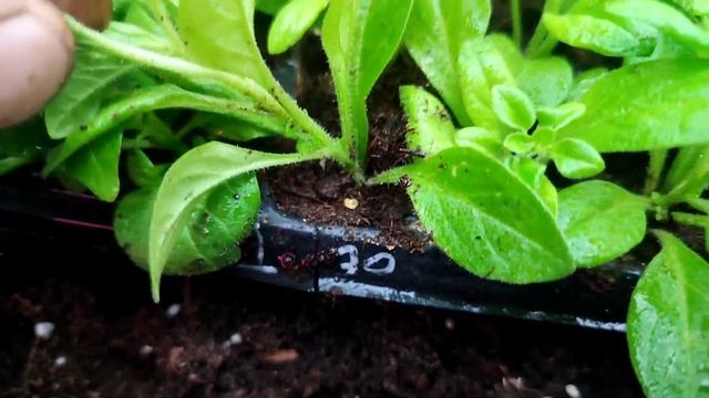 Скручиваются листья у рассады смотреть онлайн