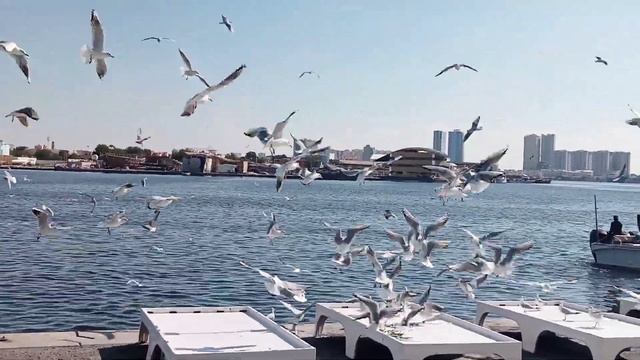 AJMAN FISH MARKET#bird's смотреть онлайн