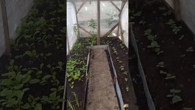 обзор теплицы у забора из стрейч пленки/ грядки хольцера работают | урожай в грядах смотреть онлайн