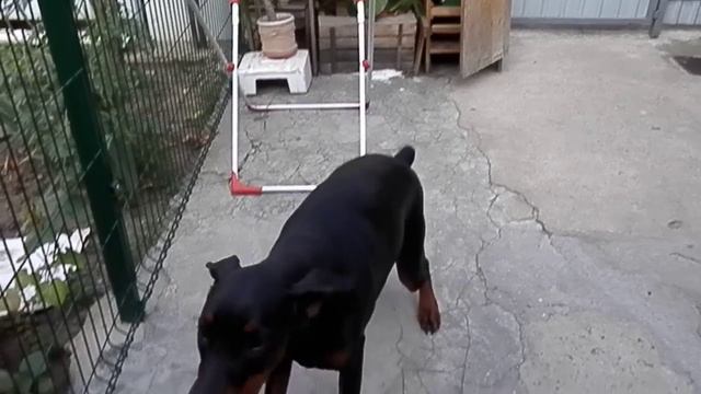 СЕРЬЁЗНАЯ СОБАКА МОНА.Very serious dog.Доберман 7 мес. Odessa. смотреть онлайн