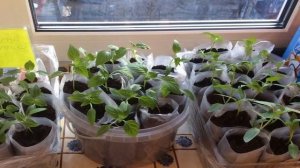 КОГДА ПИКИРОВАТЬ ПОМИДОРЫ после всходов ?Пикировка рассады томатов