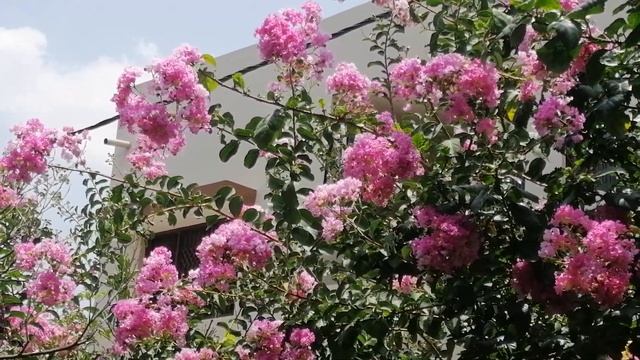 Pride of India / Lagerstroemia Speciosa / Jarul /Savni Plant - Full Information. смотреть онлайн