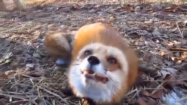 Домашняя лисичка/Звуки лисы/Повадки лисы